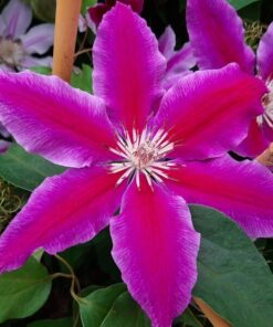Clematis Dr, Ruppel (wielkokwiatowy) poj, 4L - obrazek 5