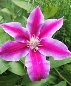 Clematis Dr, Ruppel (wielkokwiatowy) poj, 4L - obrazek 4