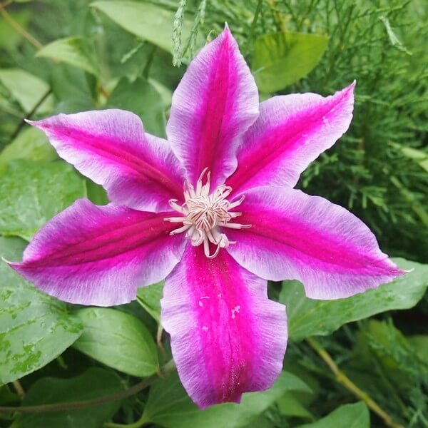 Clematis Dr, Ruppel (wielkokwiatowy) poj, 4L - obrazek 4