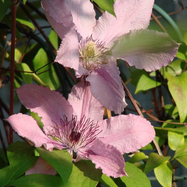 Clematis Hagley Hybrid (wielkokwiatowy) P9/C1 - obrazek 3