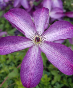 Clematis Venosa Violacea poj, p9/C1