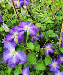 Alternative view of Clematis Stefan Franczak poj, 2 L