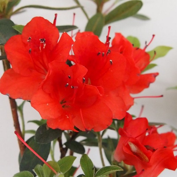 9af914c31801ae8e290ff9d15cbb5976