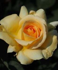 d5678112f0f99cebef897ee5b9a6811d