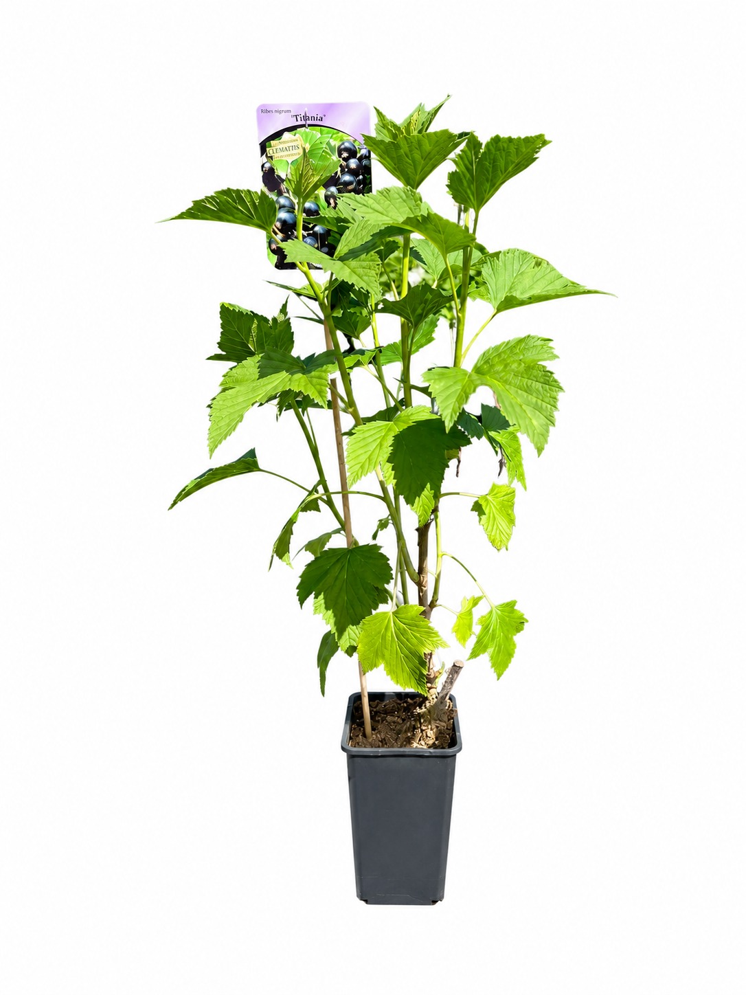 b8ea1bb1744f222774c4bdfbc86b3427