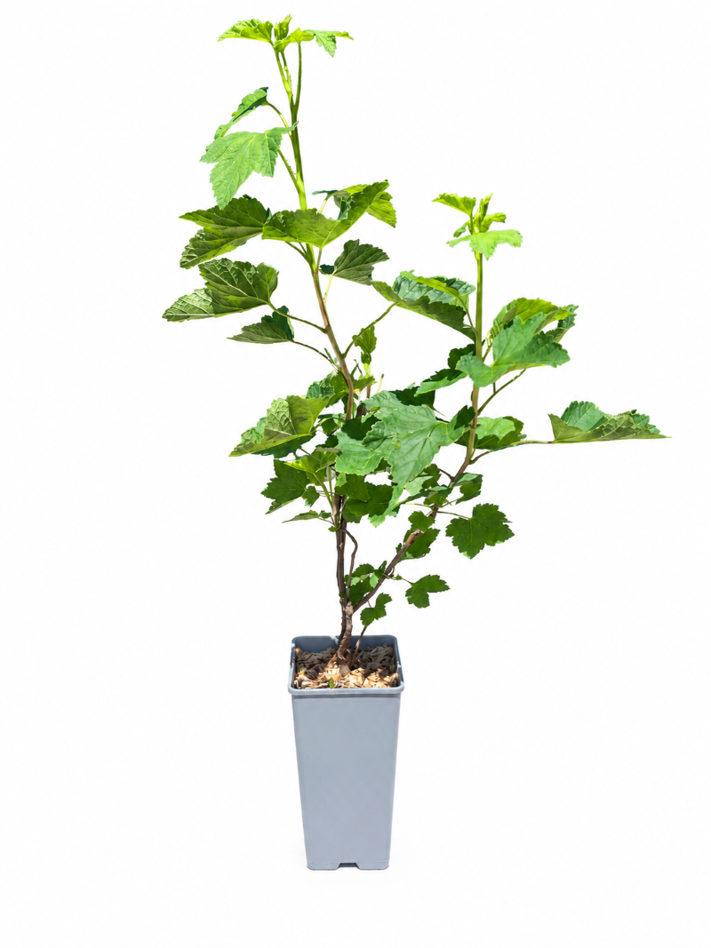 8612145bf59be0f5d7a77559d3e56c8b
