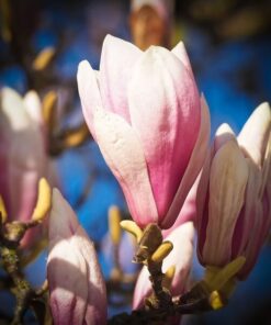 27eb73eb6f6b70ca84a4f66aef5d2bdb