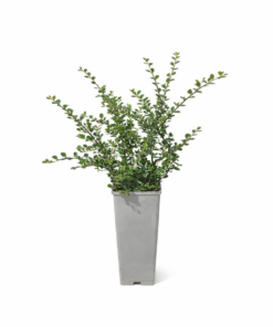 685fef24320c27fbfca43facc1855cd9